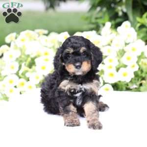 Dax (F1 B), Cavapoo Puppy
